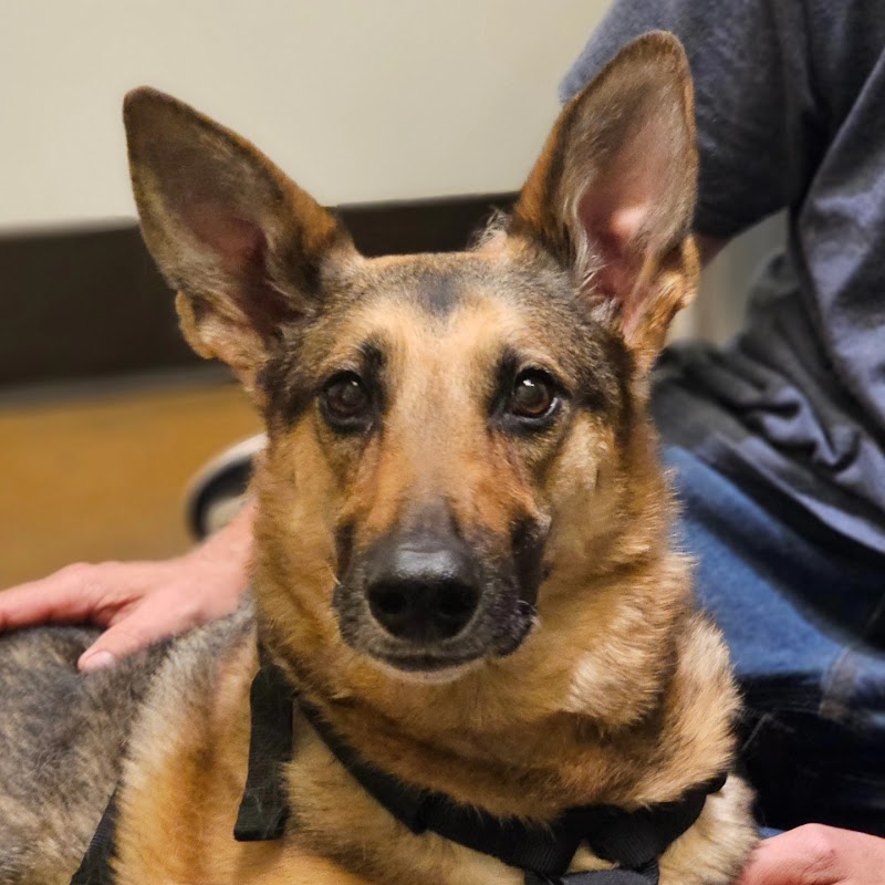 Companion Animal Wellness Center photo 2