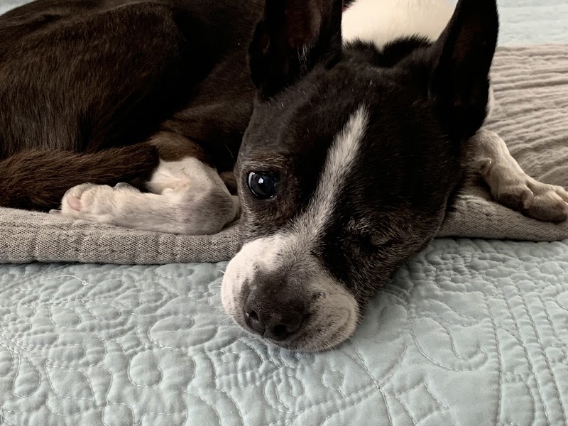 Connor and Millie's Dog Rescue