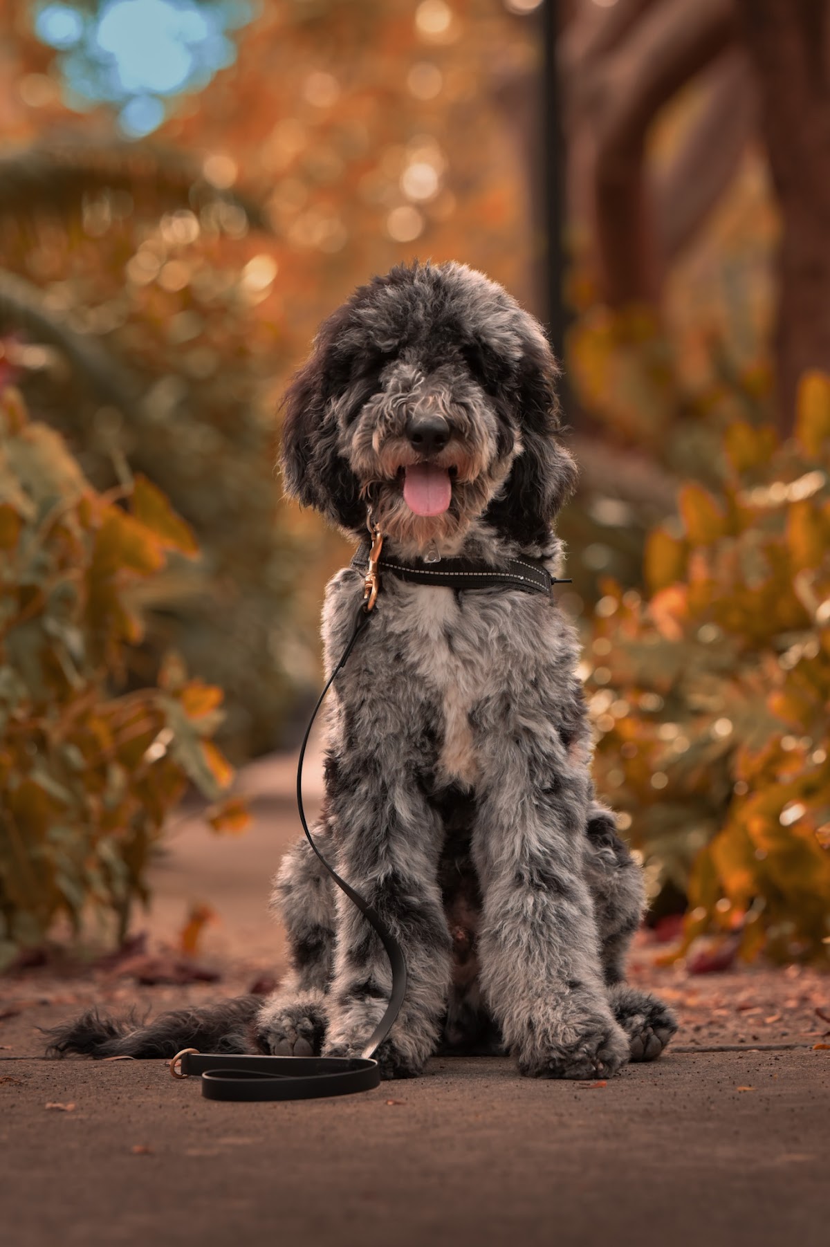 Control Canine photo 2