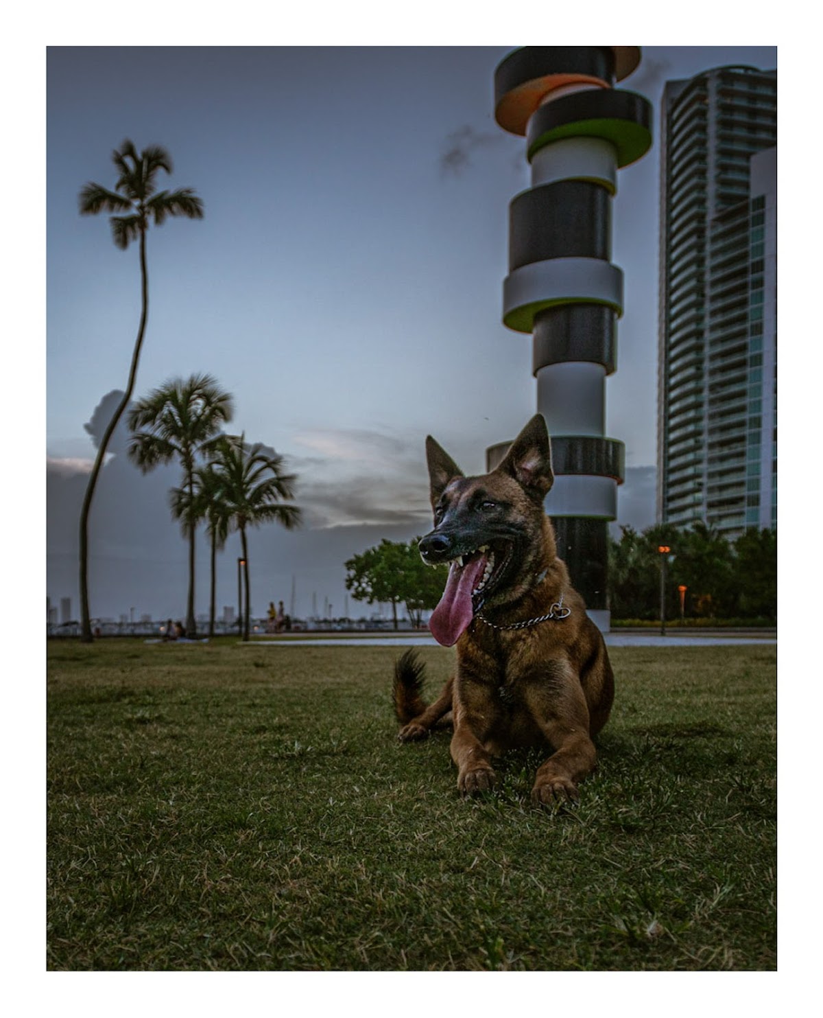 Control Canine photo 3