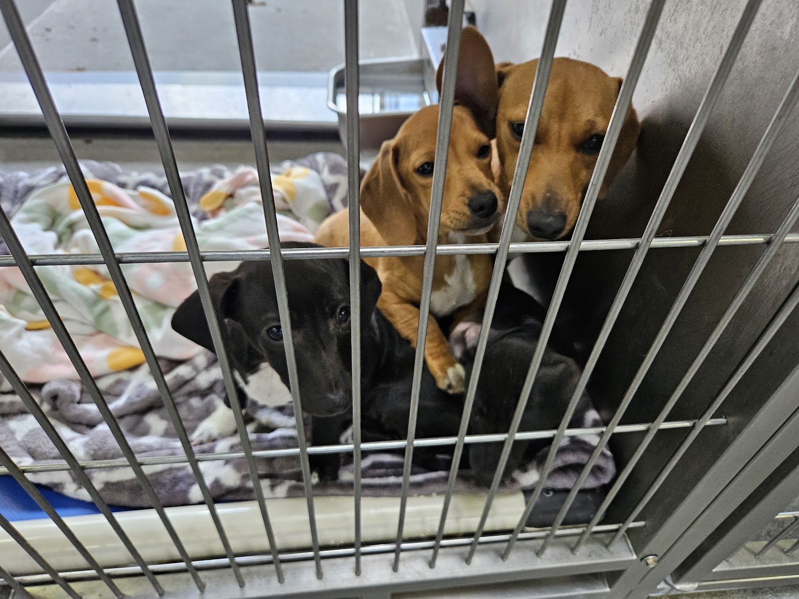 County of Los Angeles Department of Animal Care and Control - Downey Animal Care Center