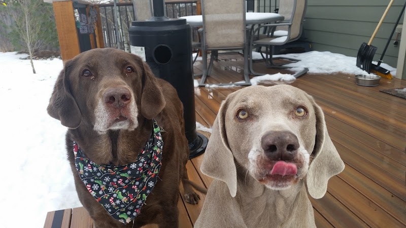 Creature Connections Pet Sitting