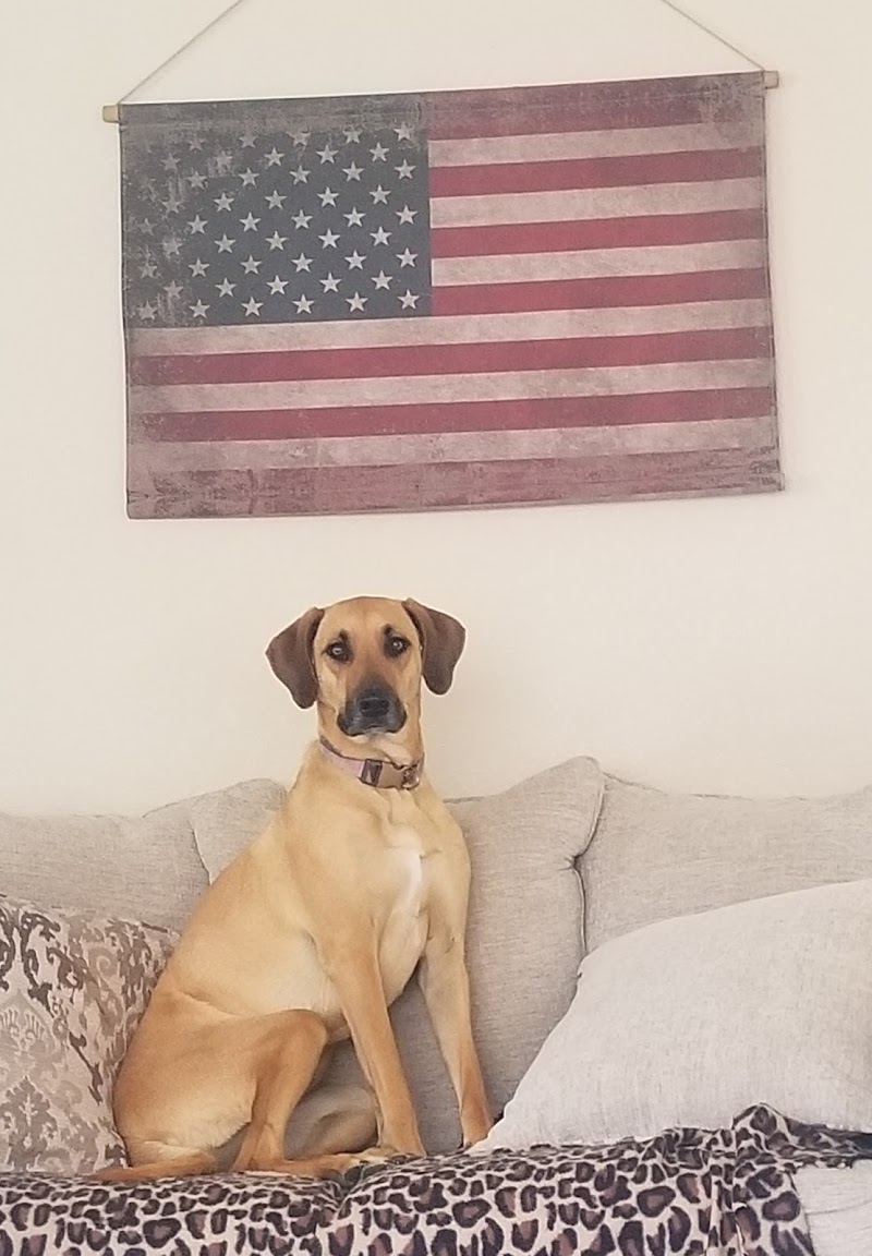 Creature Connections Pet Sitting photo 2