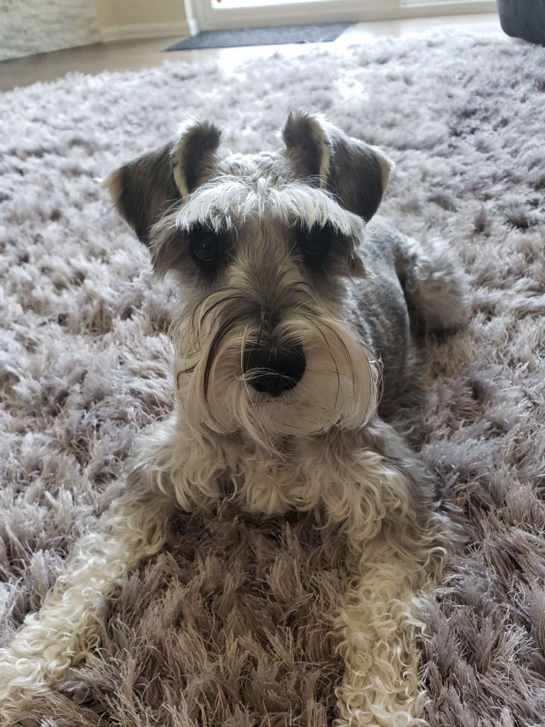 Creature Connections Pet Sitting photo 3