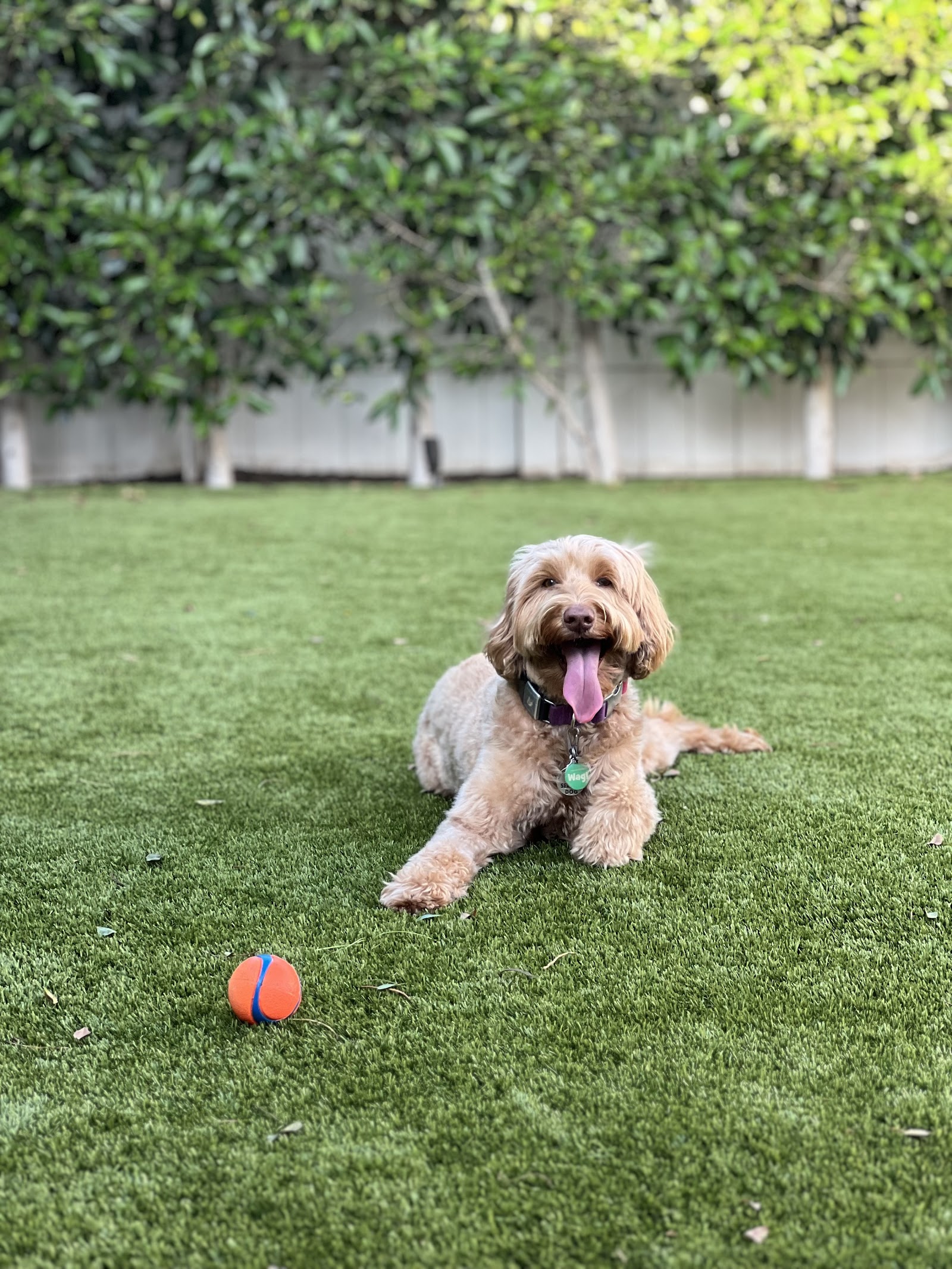 Critters Dog Co.