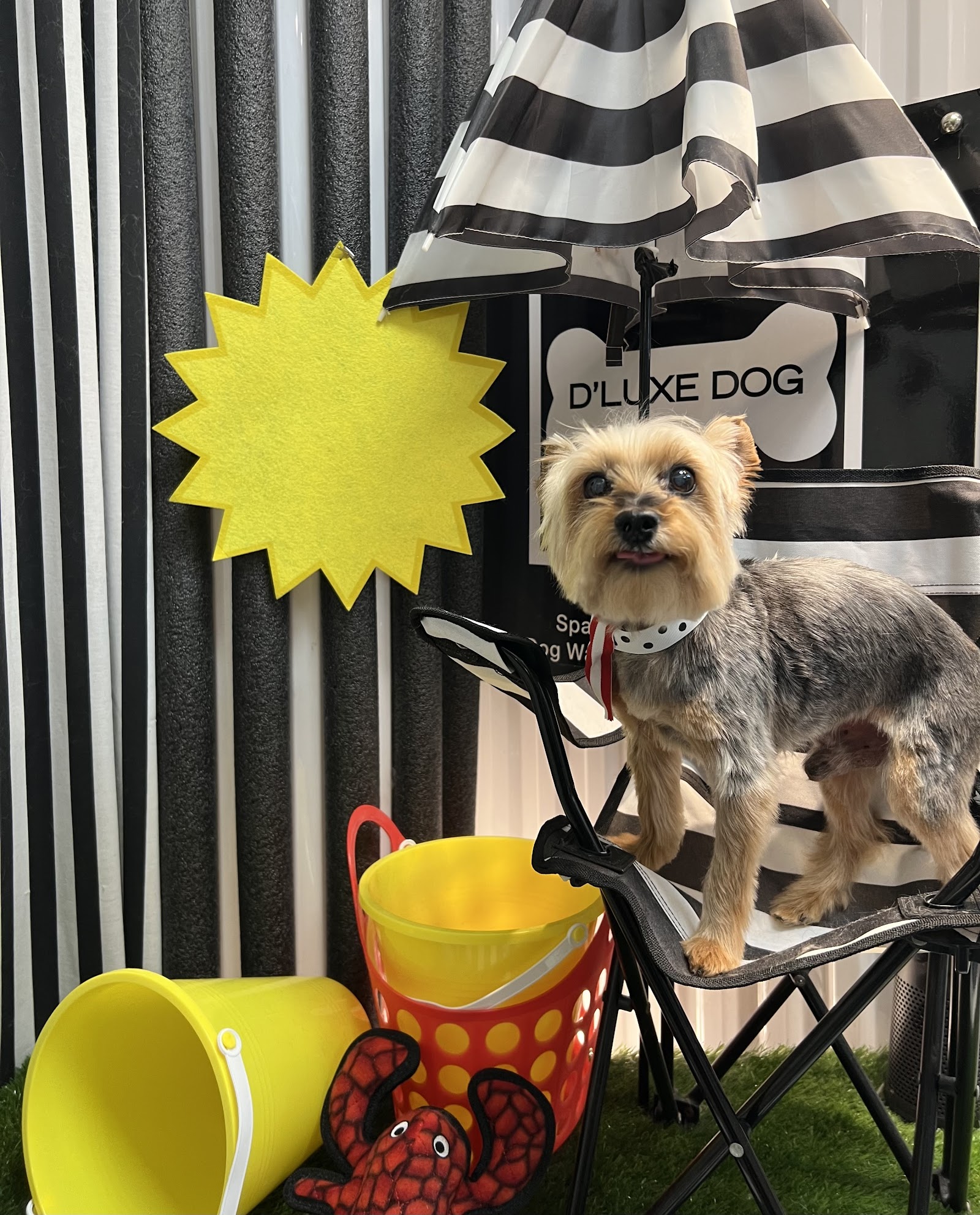 D'Luxe Dog Pet Concierge & Boutique