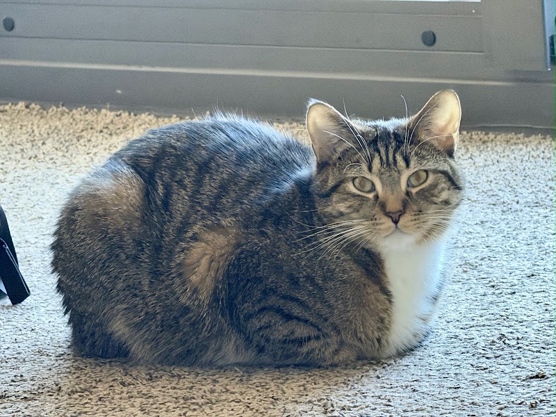 Adopt Pet Shelter photo 3