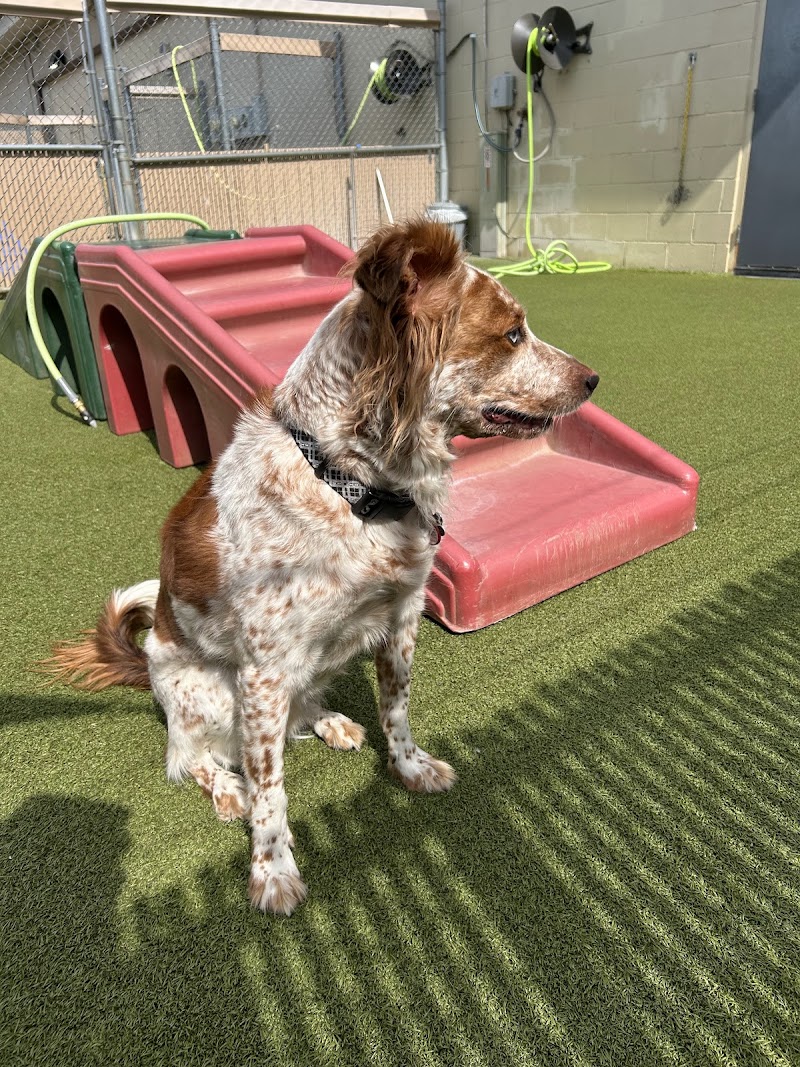 Camp Bow Wow Carmel photo 2