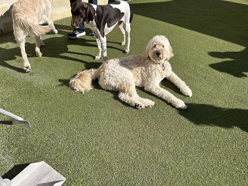 Camp Bow Wow Carmel photo 3