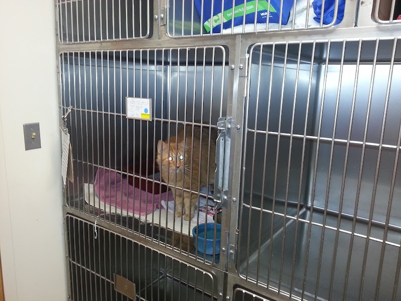 VCA Boulder Terrace Animal Hospital photo 2