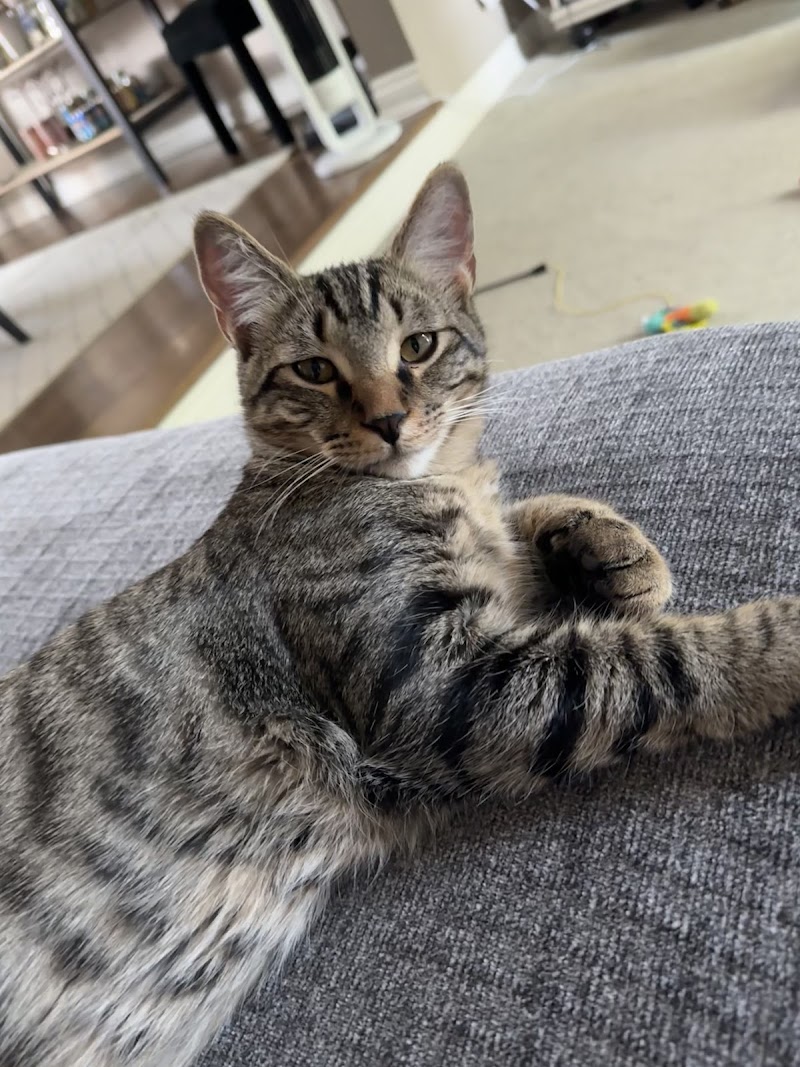 Ferndale Cat Shelter photo 2