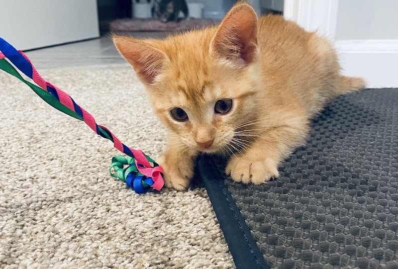 Ferndale Cat Shelter photo 3