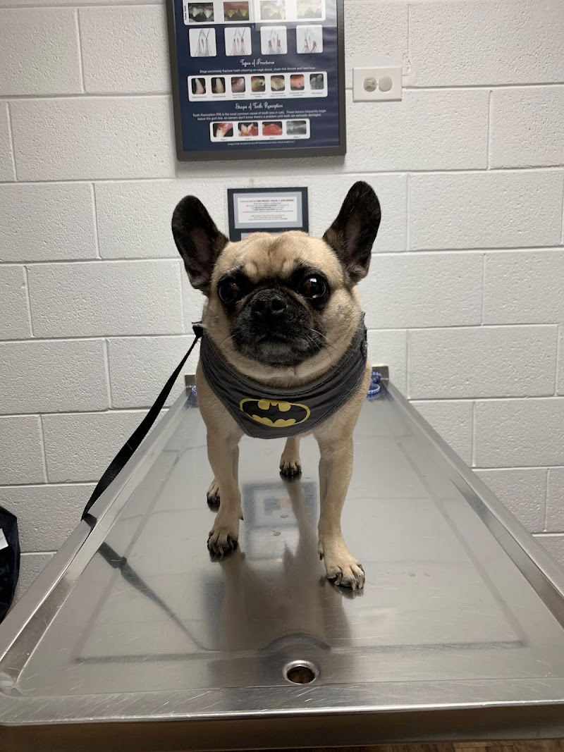 County Line Animal Hospital photo 3