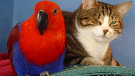 All Creatures Great and Small Veterinary Practice