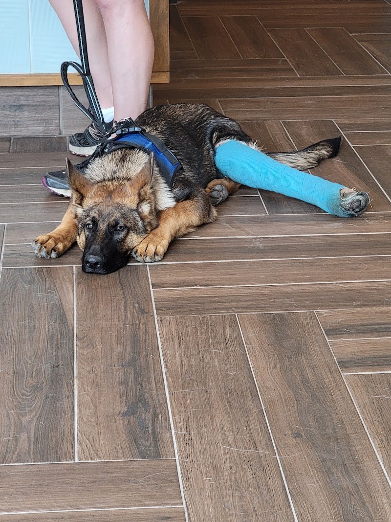 All Creatures Great and Small Veterinary Practice photo 2