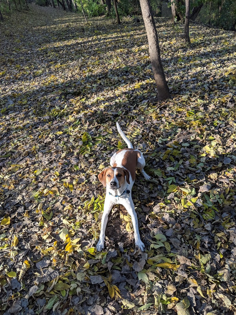 Arlington-Arkwright Dog Park photo 3