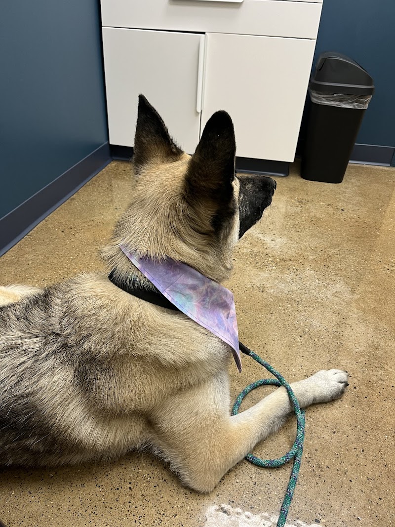 Indianapolis Animal Urgent Care photo 3