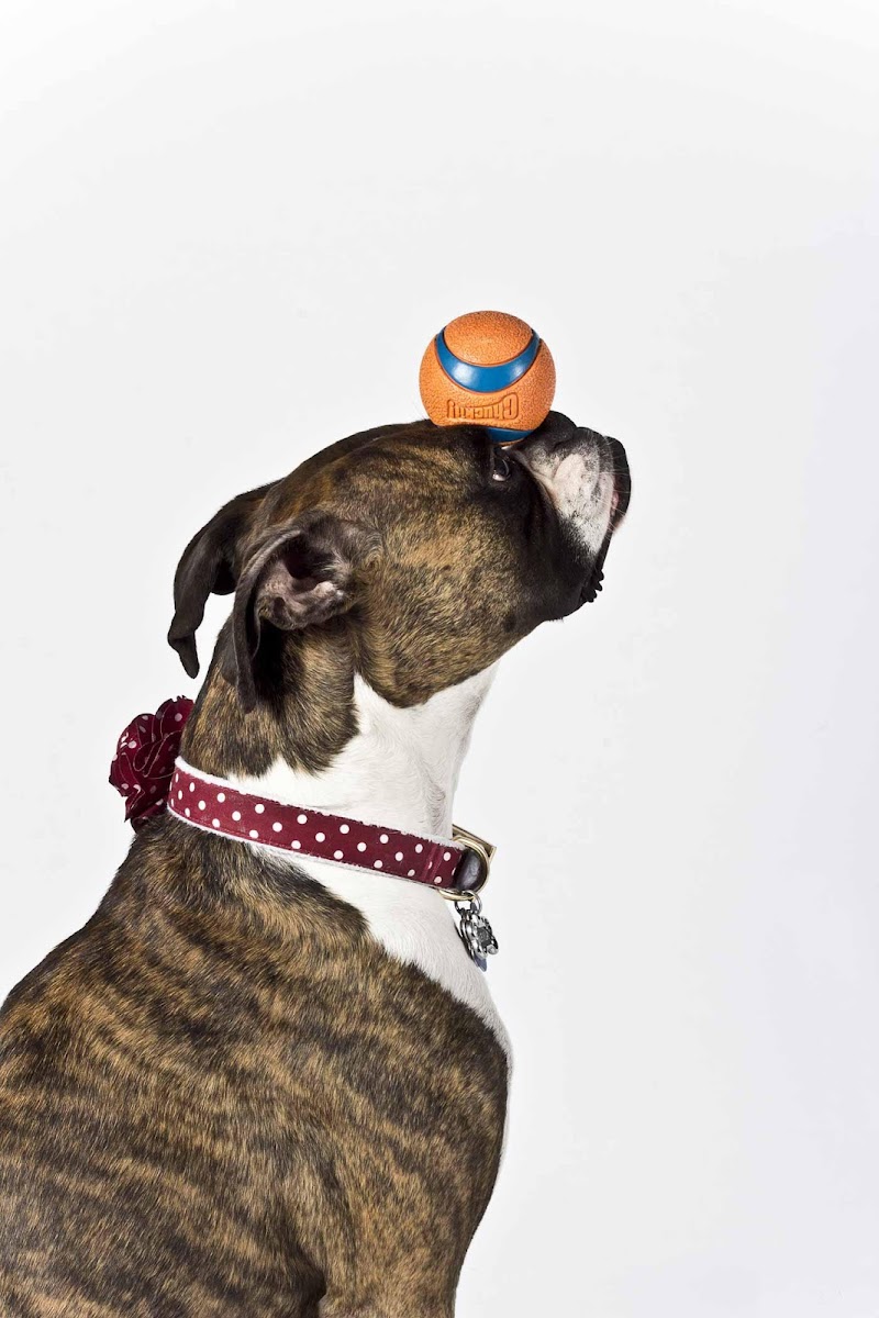 Dogs Deserve It photo 2