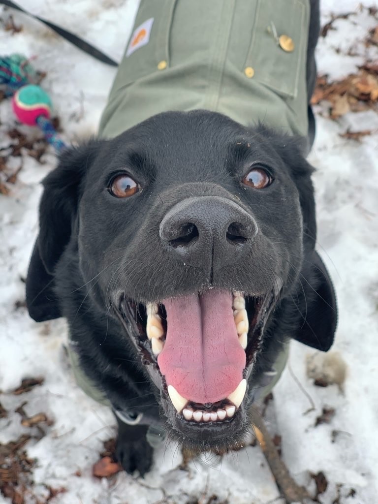 Dogs Deserve It photo 3