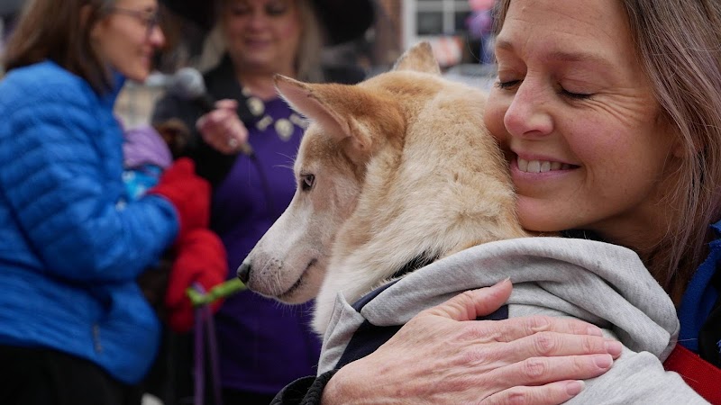 A.R.F.-Animal Rescue Foundation