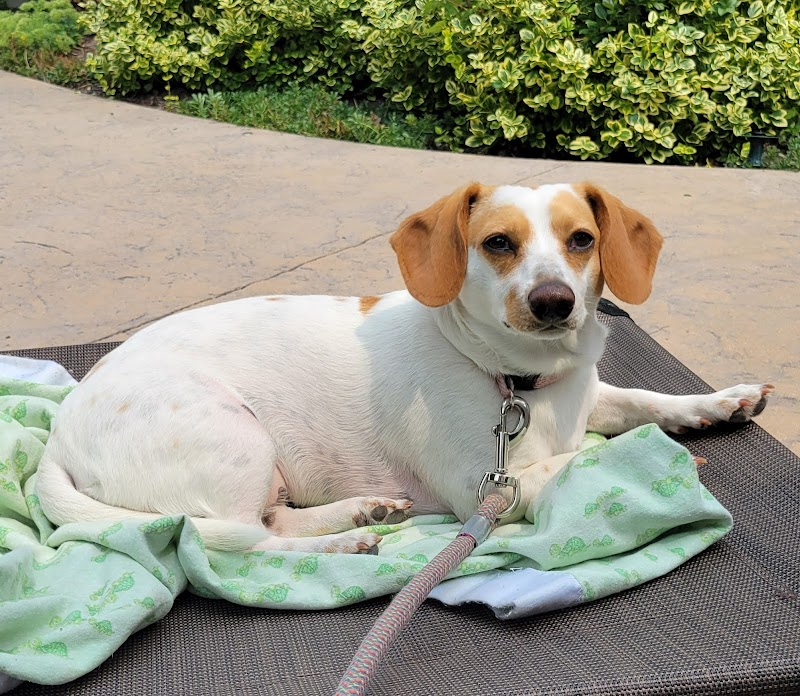 A.R.F.-Animal Rescue Foundation photo 2