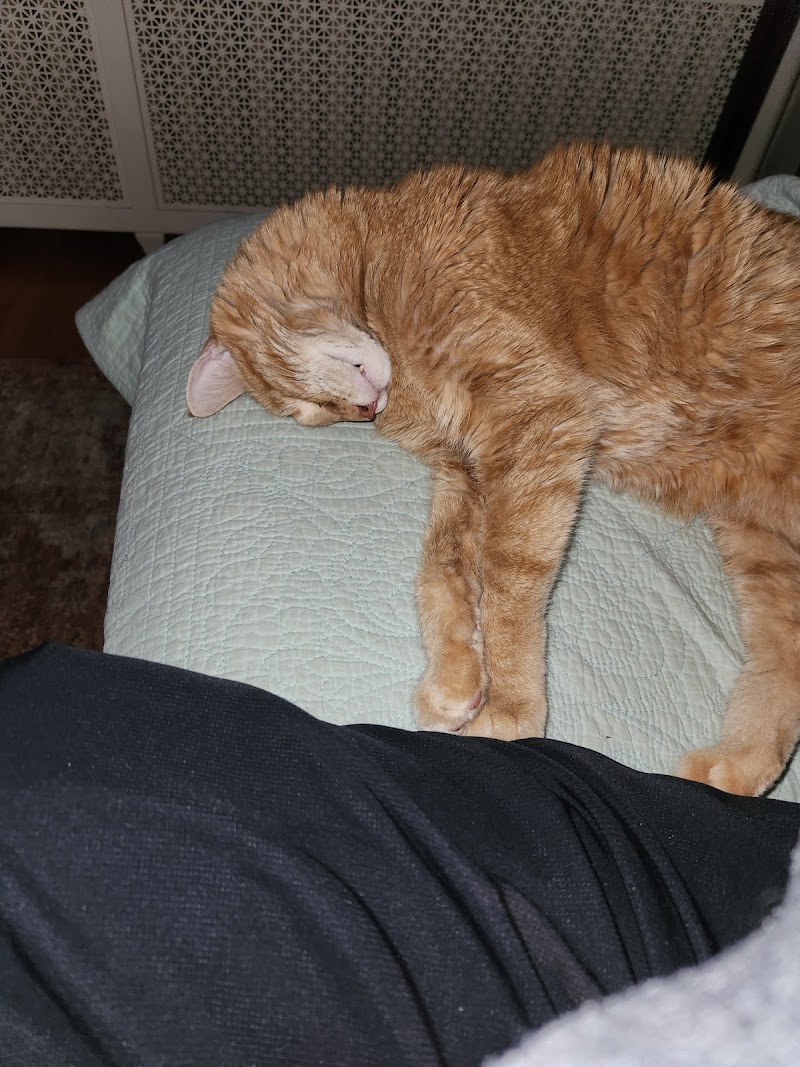 Arcade Animal Hospital photo 3