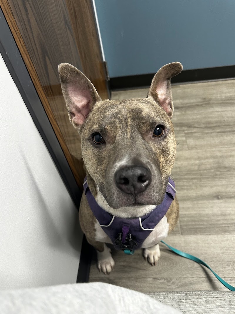 Woodlake Veterinary Hospital photo 2