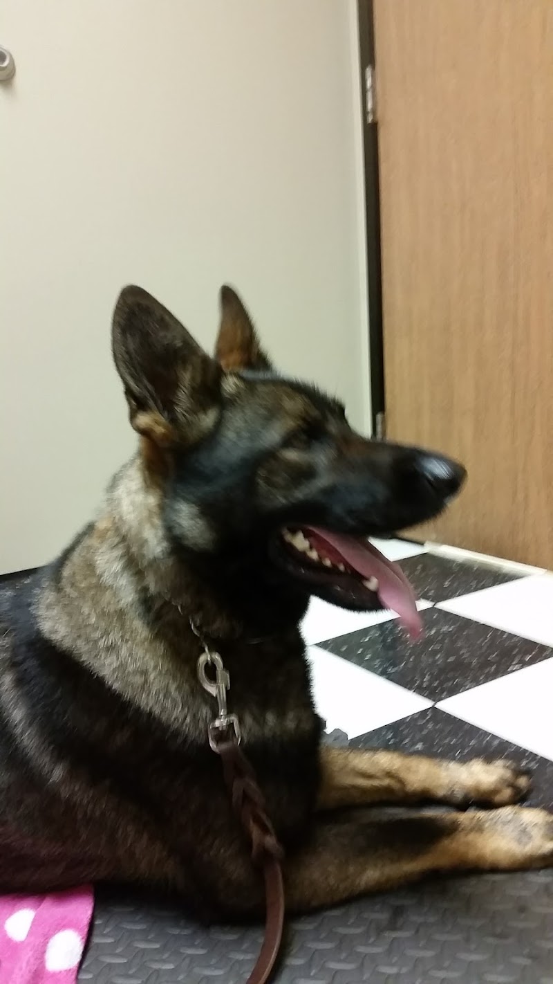 Little Friends of Ferndale photo 2