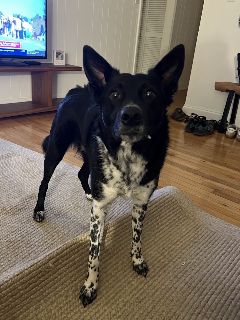 Little Friends of Ferndale photo 3