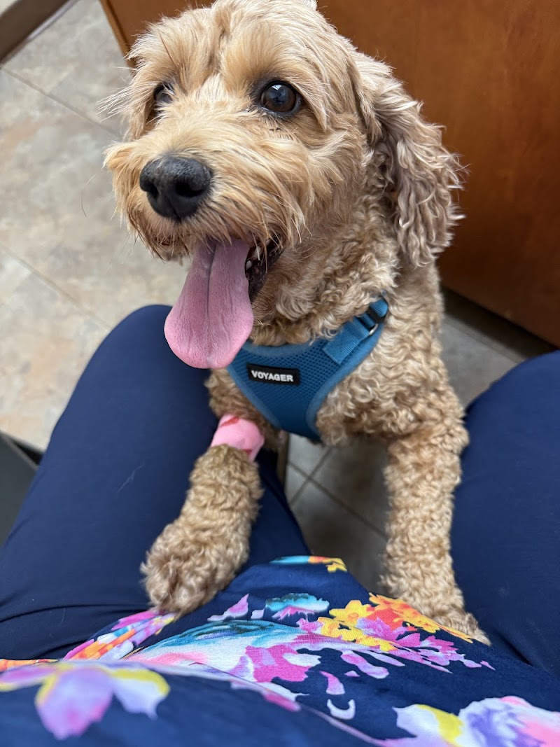 Shelby Street Animal Clinic photo 3