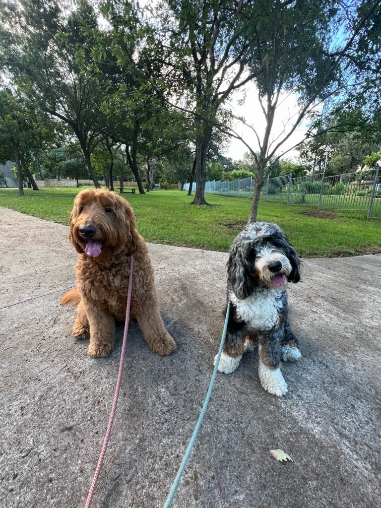 Daily Zoomies photo 2