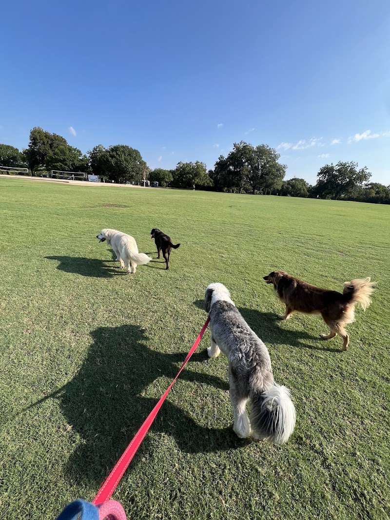 Daily Zoomies photo 3