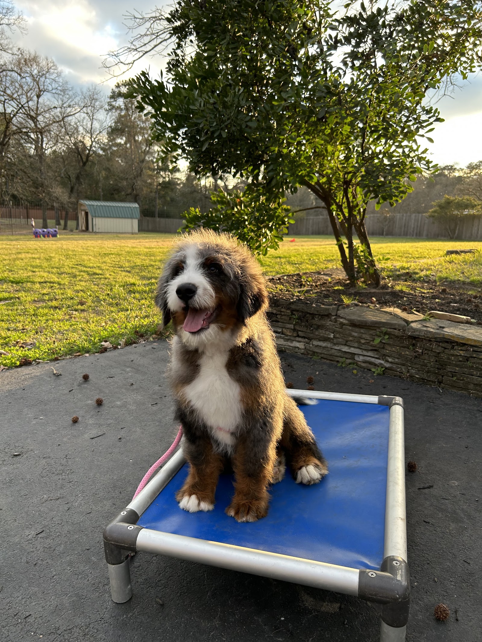 DALLAS DOG TRAINING