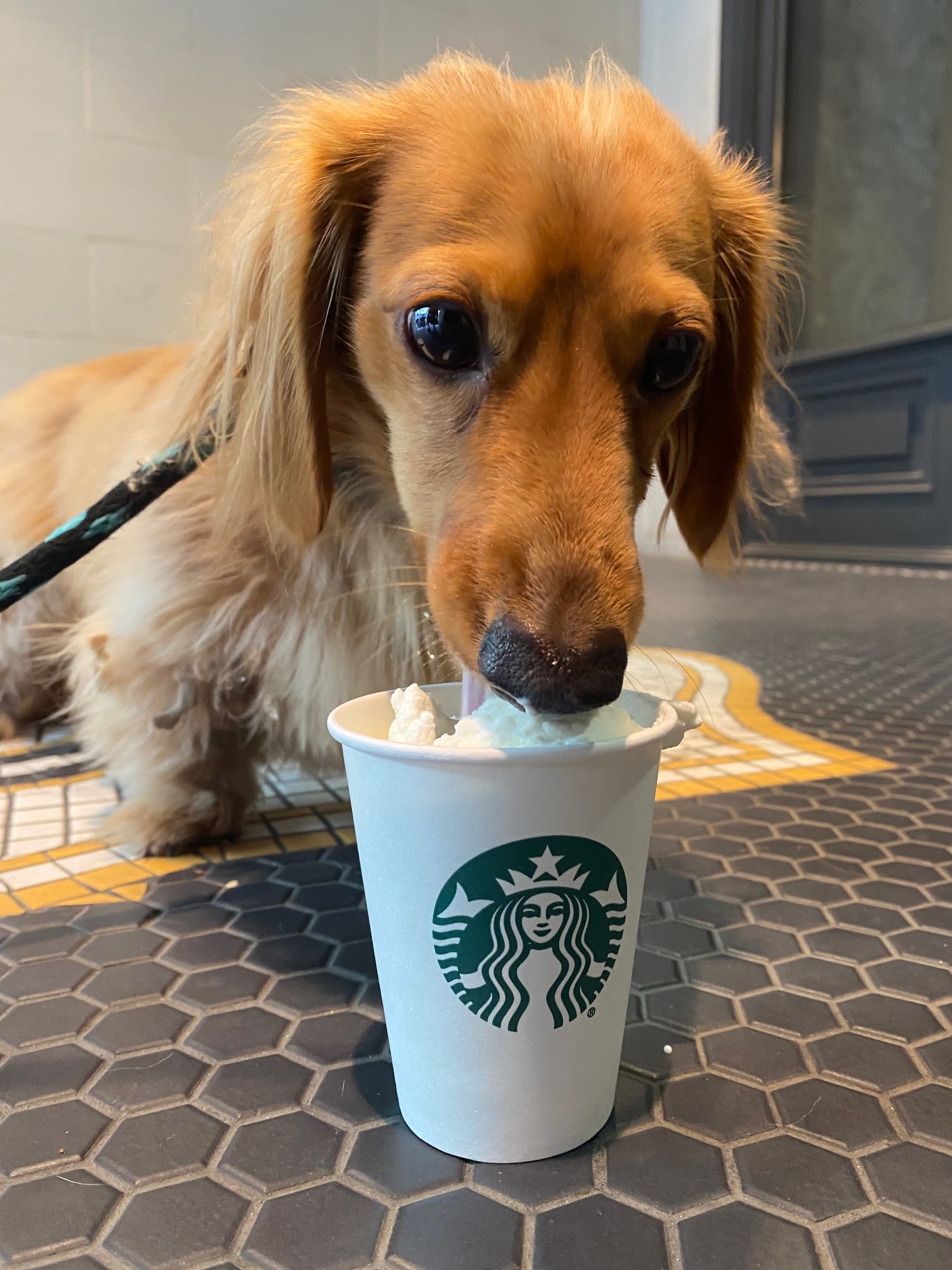 Dallas Pet Sitting