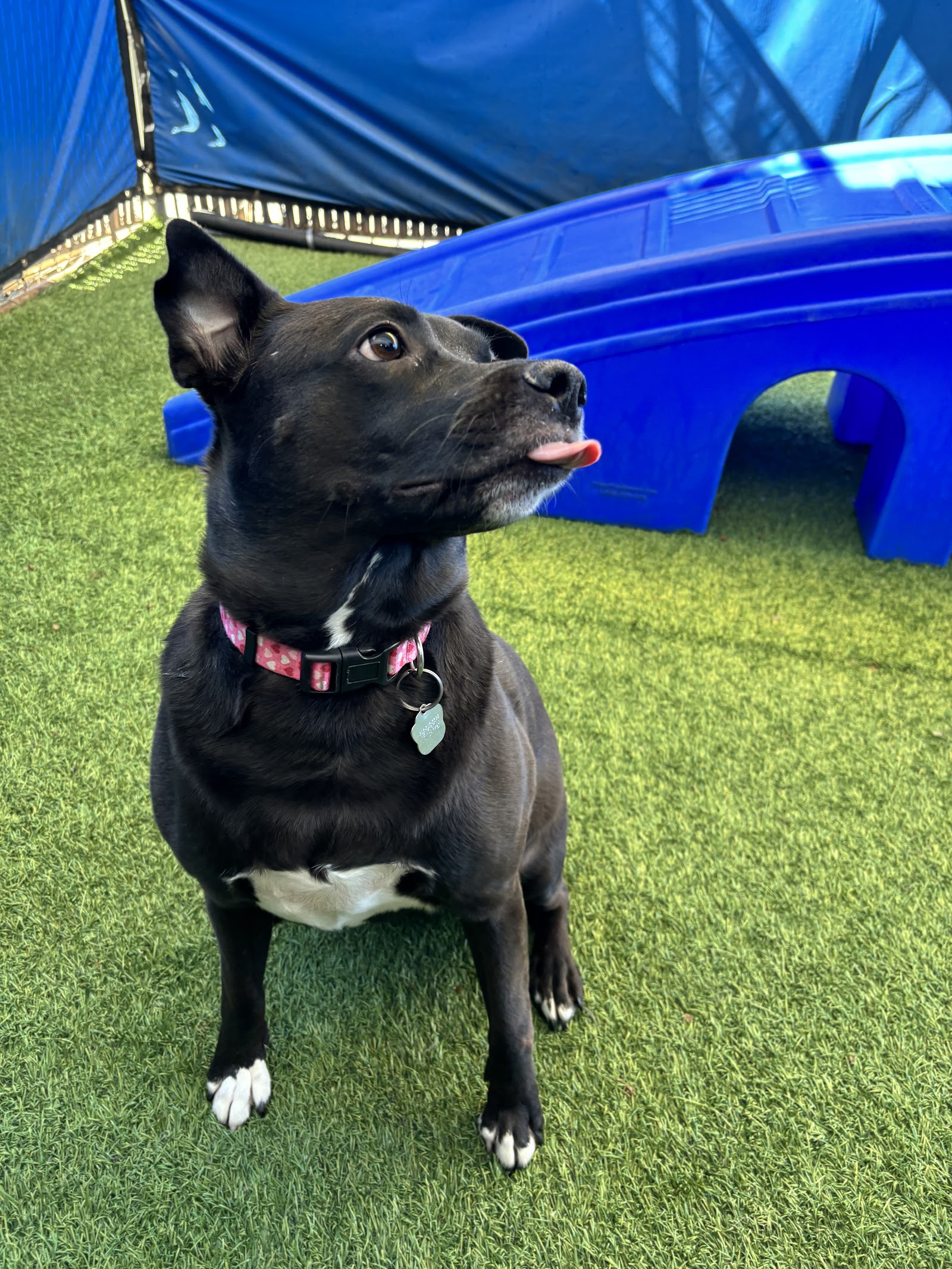Danmar Pet Resort