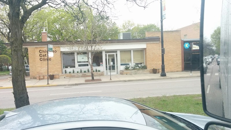 The Cat Practice photo 2