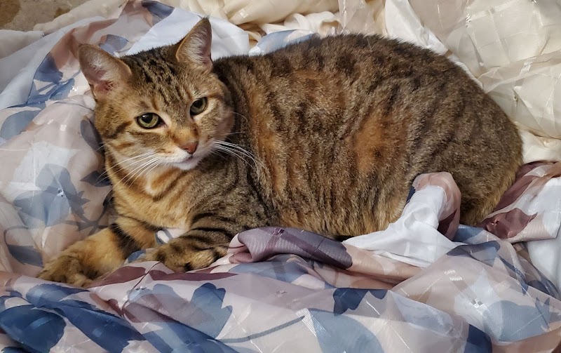 The Cat Practice photo 3