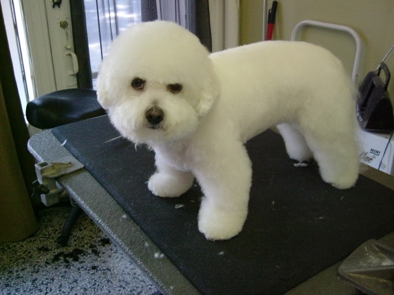 Madra Pet Styling photo 2