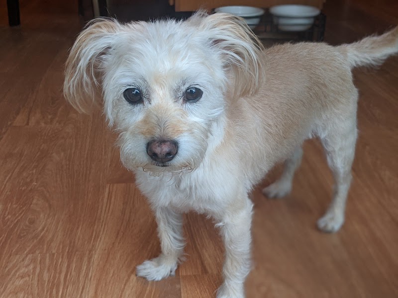 Madra Pet Styling photo 3