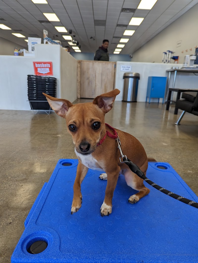 Zoom Room Dog Training photo 3