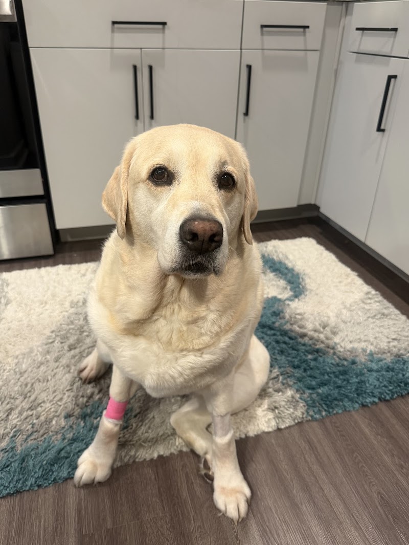 MedVet Indianapolis photo 3