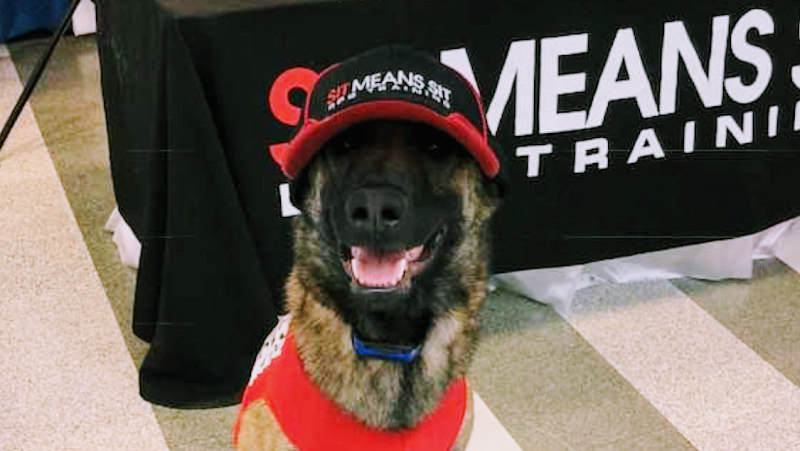 Sit Means Sit Dog Training Chicago