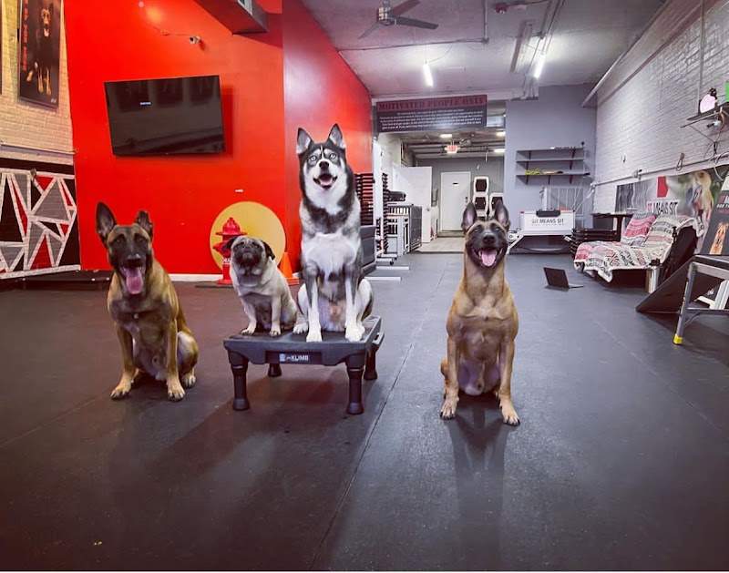 Sit Means Sit Dog Training Chicago photo 3