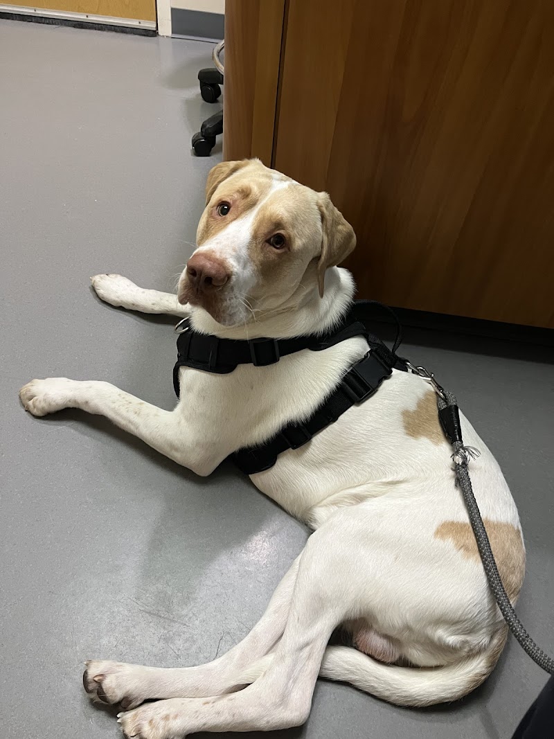 MedVet Commerce photo 3