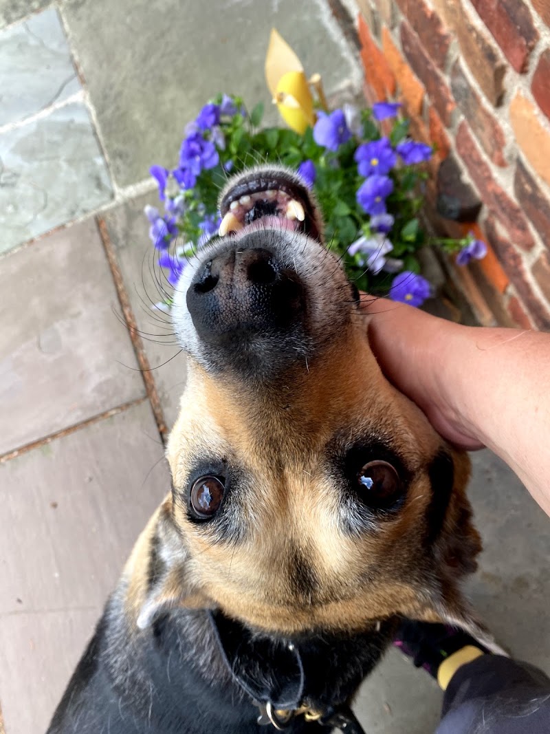 Paws Around Motown photo 3