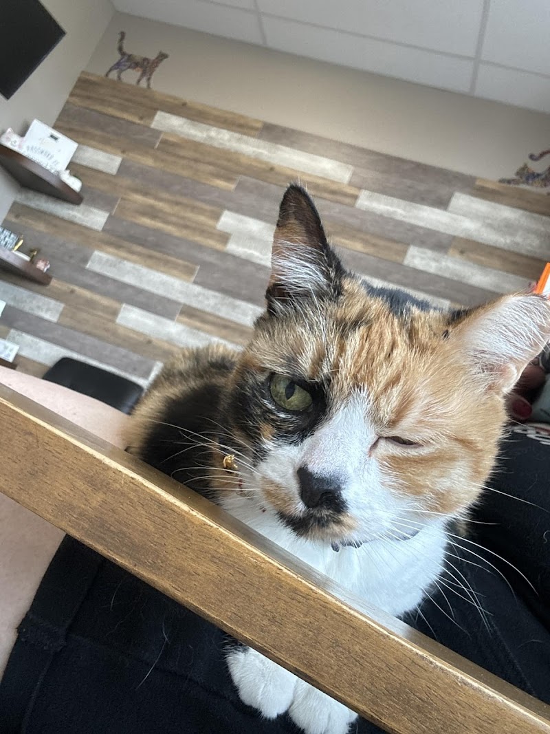 Community Vet photo 2