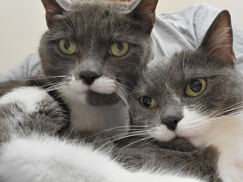 Community Vet photo 3