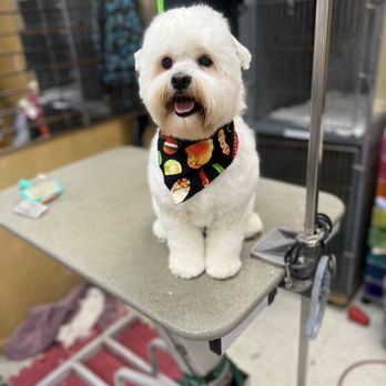 Del Paso Grooming