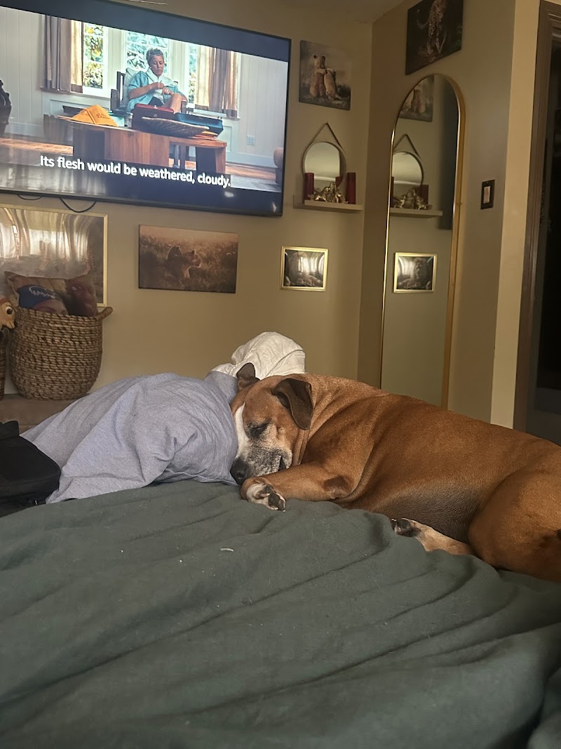 Denver Animal Shelter photo 3