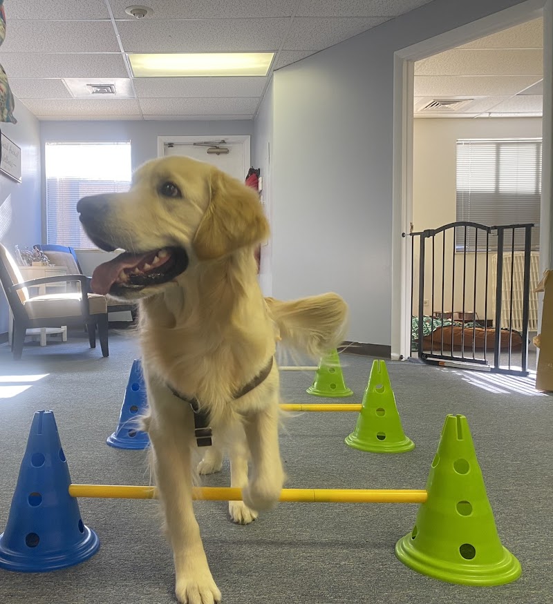 Denver Dog Rehab & Wellness
